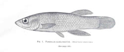 ABI -  Fundulus albolineatus (ex)