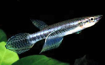 Epiplatys barmoiensis