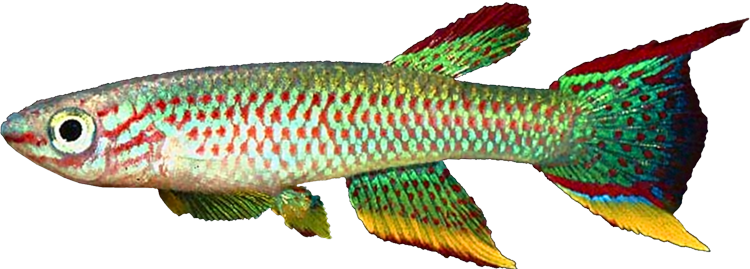 Aphyosemion boehmi