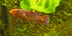 00-0-Copr_2025-Odstricilik_Radimt.jpg