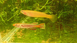 01-0-Copr_2025-Odstricilik_Radimt.jpg