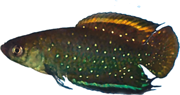 Simpsonichthys chacoensis