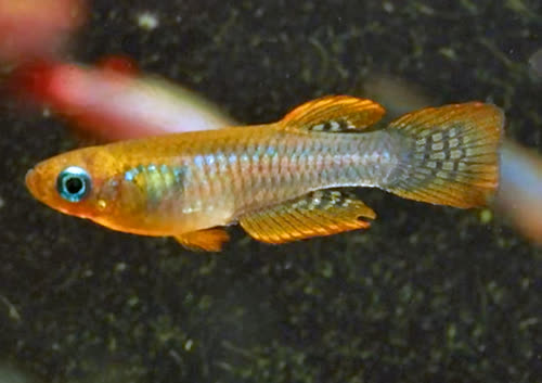 Micropanchax camerunensis