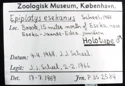 02-0-Copr_1966-JJ_Scheel_Holotype_NHMD_P352584t.jpg