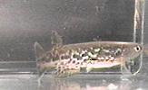 Rivulus flabellicauda