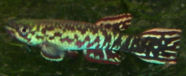 00-0-Copr_2010_Sklart.jpeg
