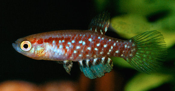 Plesiolebias glaucopterus