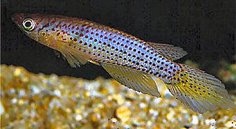 Nigerdelta -  Epiplatys grahami 'Nigerdelta'