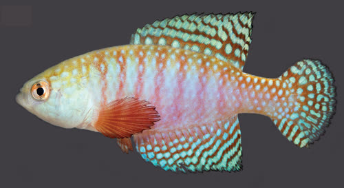 Simpsonichthys (Hypsolebias) hamadrydes Costa 2018
