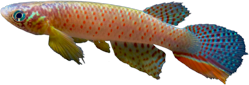00-0-Copr_2024-Heinz_Arno_Drawert-MNKP_16539_holotype_male_41-9mm_SLt.png