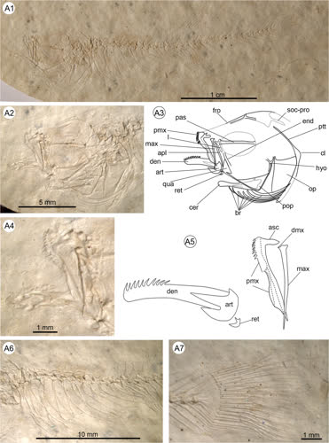 Kenyaichthys kipkechi(fossil)