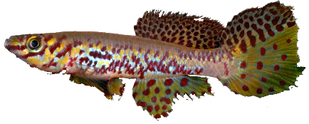 Fundulopanchax  kribianus