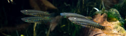 00-0-Copr_2025-Meenkarant.jpg