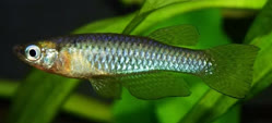Brakia