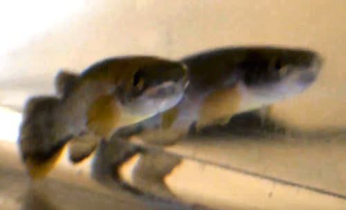 Rivulus (Cynodonichthys) montium