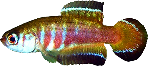 Simpsonichthys nigromaculatus
