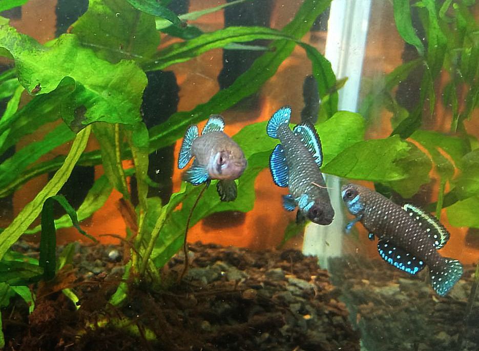 Camino_De_la_via_Muerta