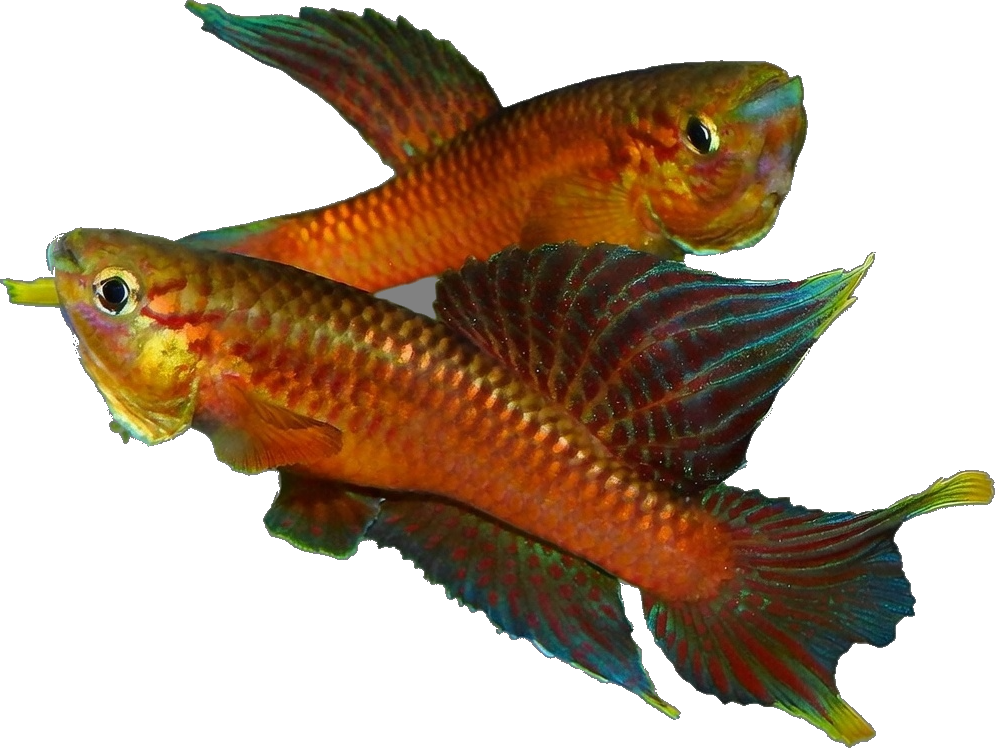 Aphyosemion (Chrom.) poliaki Biofamba