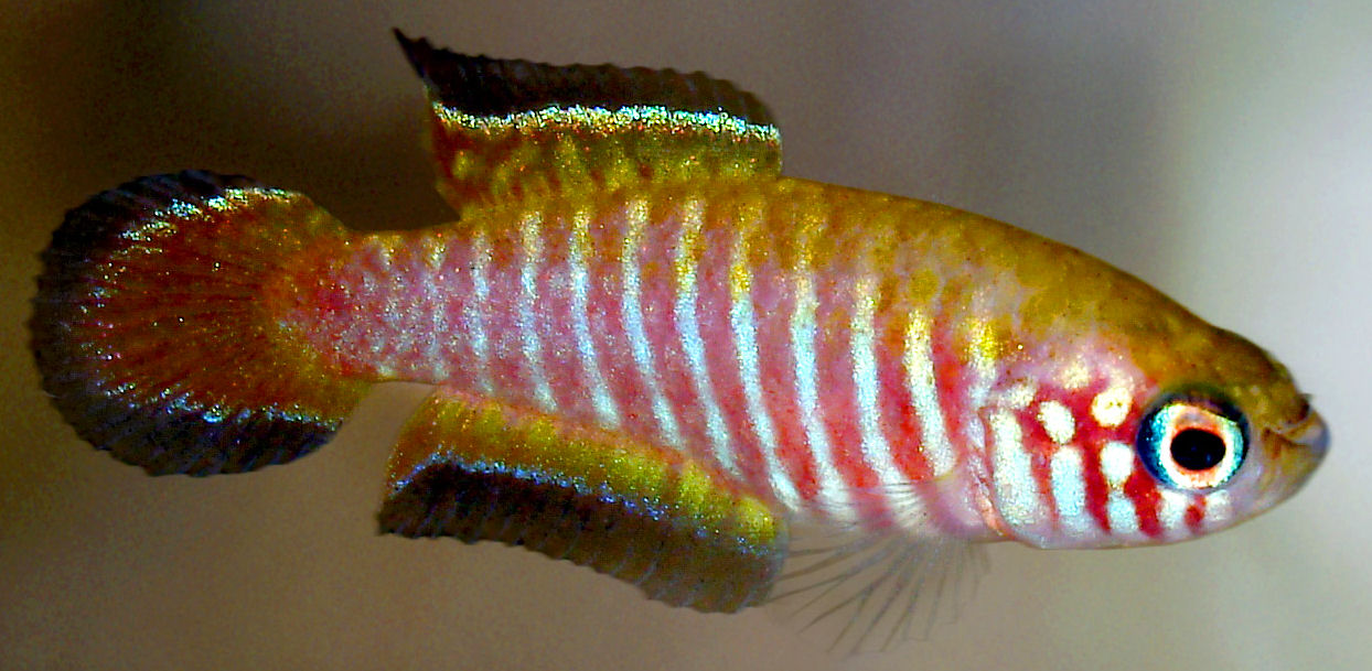 Jacuba