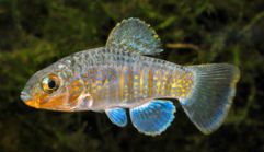 PYO -  Floridichthys polyommus