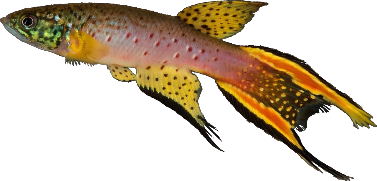 Aphyolebias rubrocaudatus