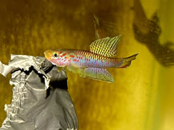 02-0-Copr_2026-Rehoboth_Aquaticst.jpg