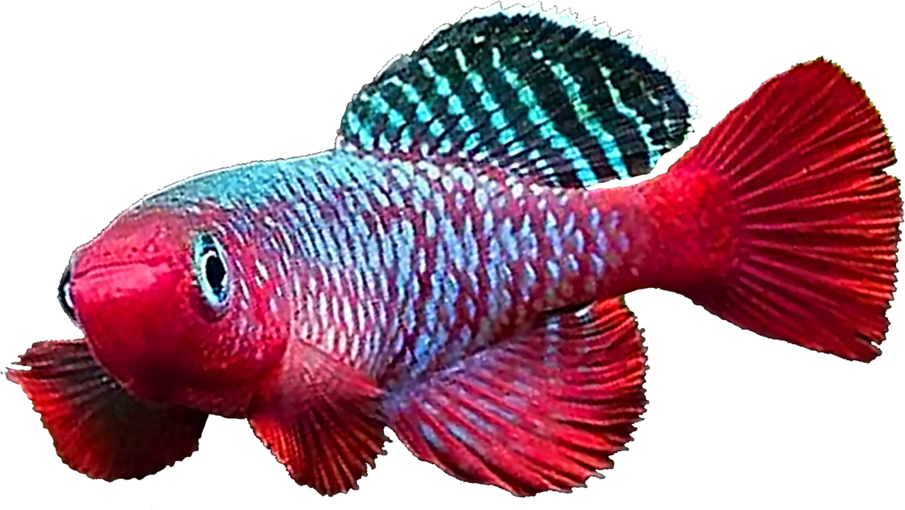 Nothobranchius rubripinnis