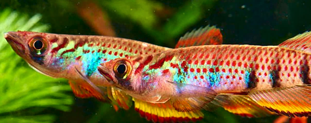 Epiplatys sexfasciatus
