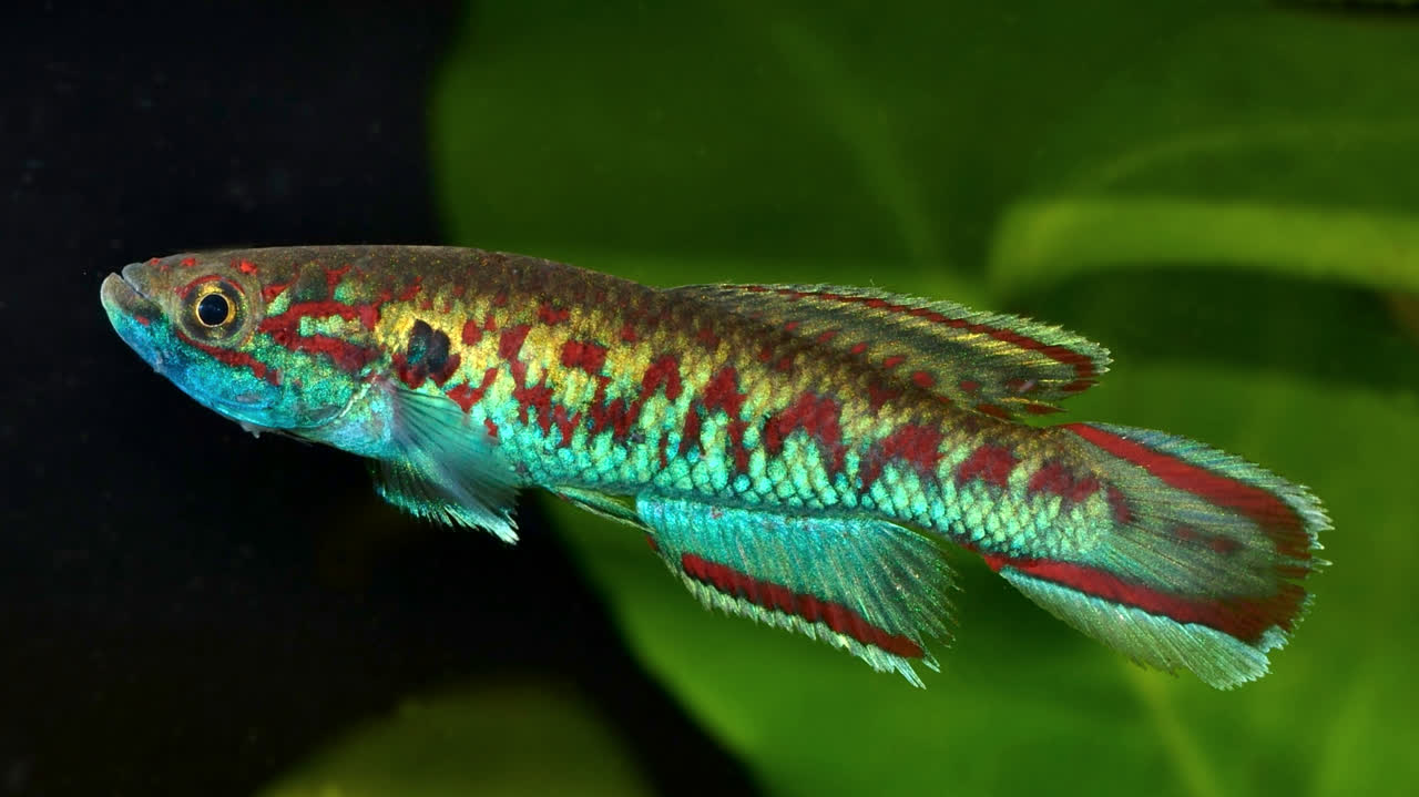 Callopanchax sidibeorum