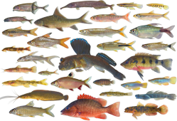 00-0-Copr_2024-Mark_Henry_Sabaj-Fishes_of_Equitorial_Guineat.png