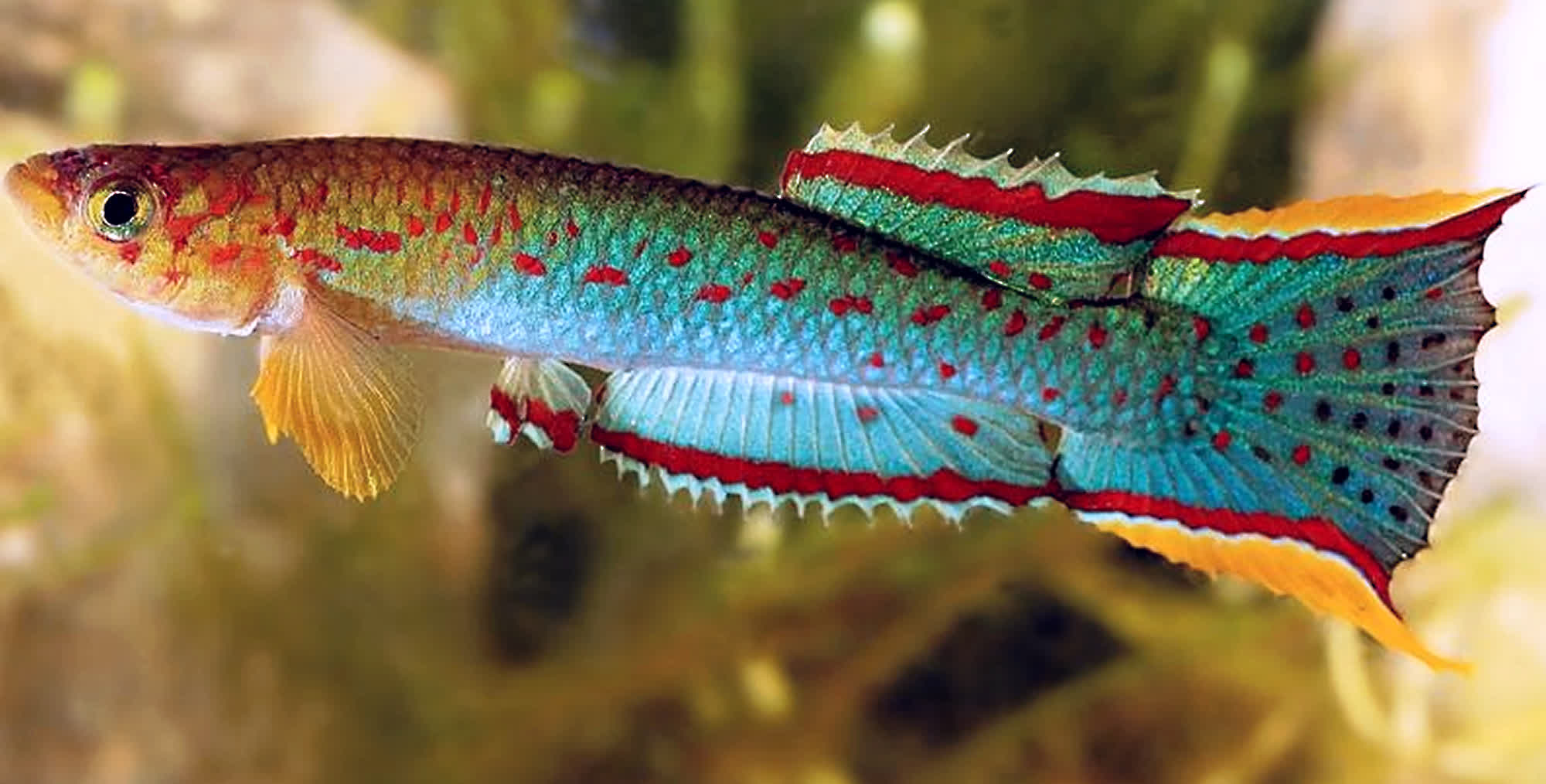 Scriptaphyosemion schmitti