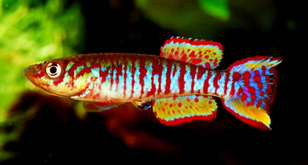 Aphyosemion spurelli