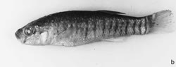 00-0-Copr_2001-A_Getahun-Holotype-AMNH_223755_91mm_Lake_Afdera_Ethiopiat.jpg