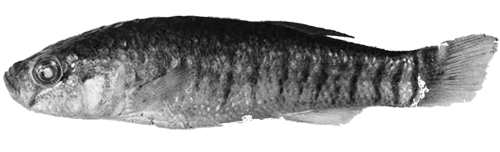 Aphaniops stiassnyae