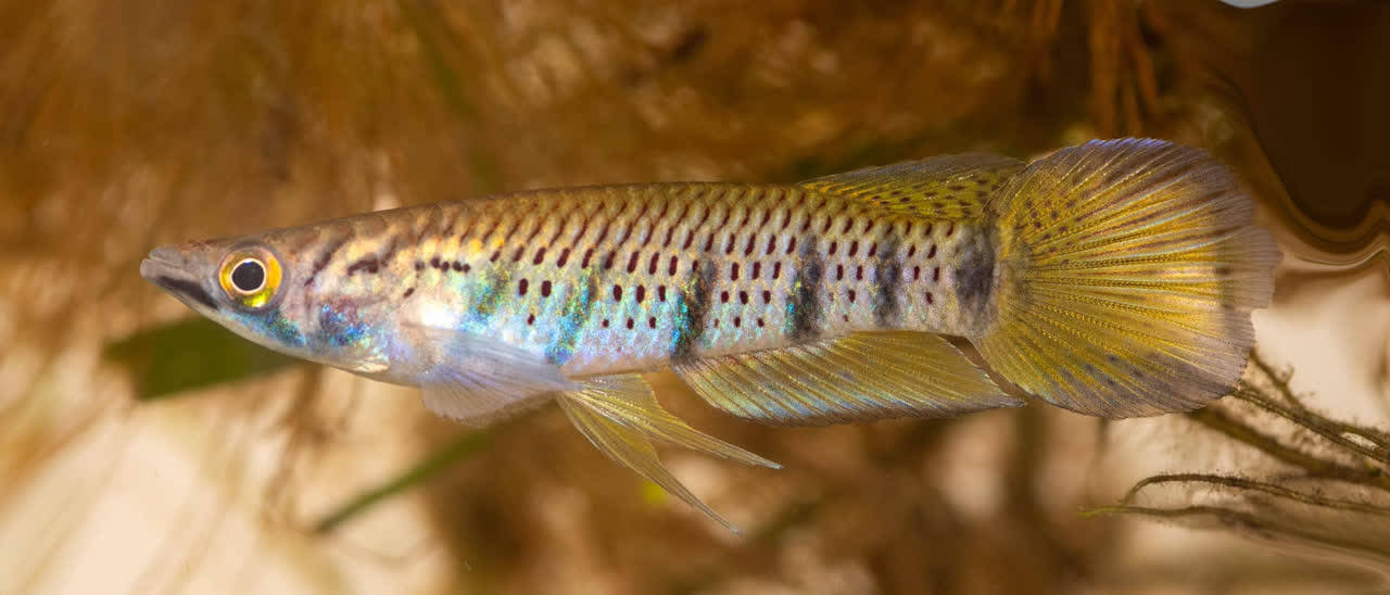 Epiplatys togolensis from the Niger Delta