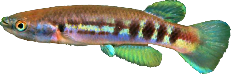 Cynodonichthys weberi
