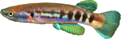 WEB -  Cynodonichthys weberi