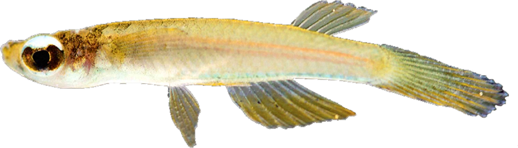 Fluviphylax wallacei