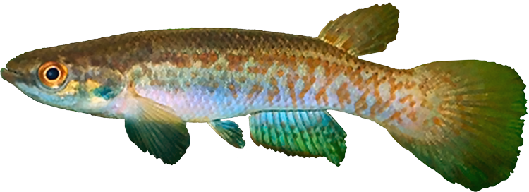 Rivulus (Cynodonichthys) xi